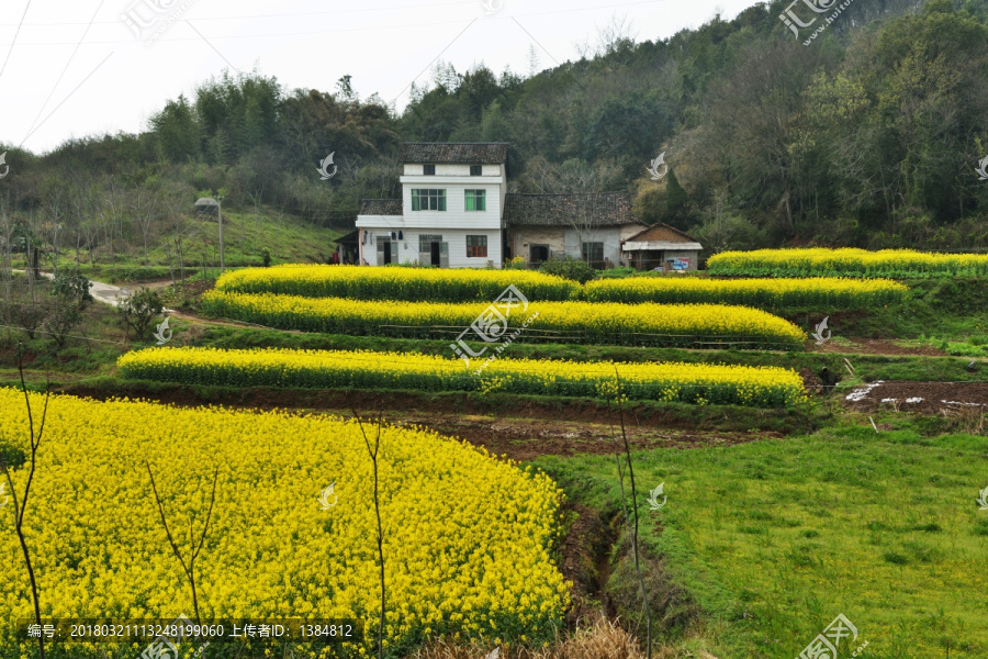 桃花,桃树,油菜花