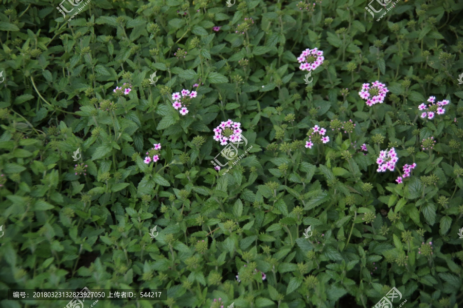 绿丛中中的紫色小花