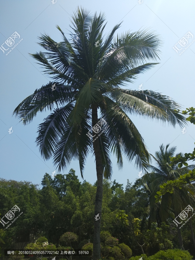 椰树椰林风景,海南三亚