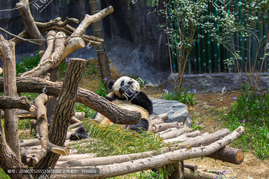 熊猫,珍稀动物,国宝