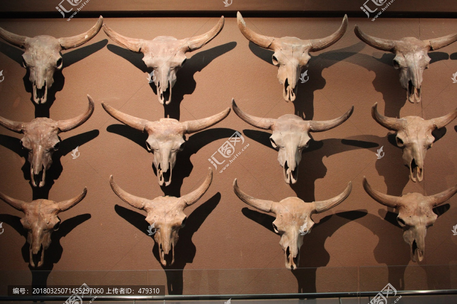 展厅,野牛,动物,骨骼,化石