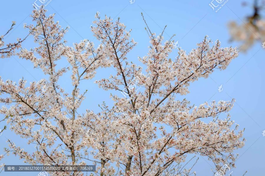 上海樱花辰山植物园赏樱