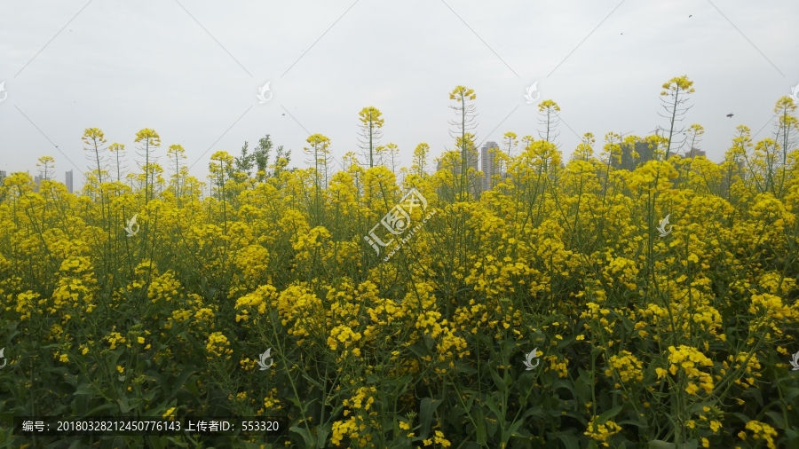 油菜花