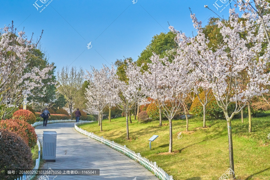 樱花,公园风景