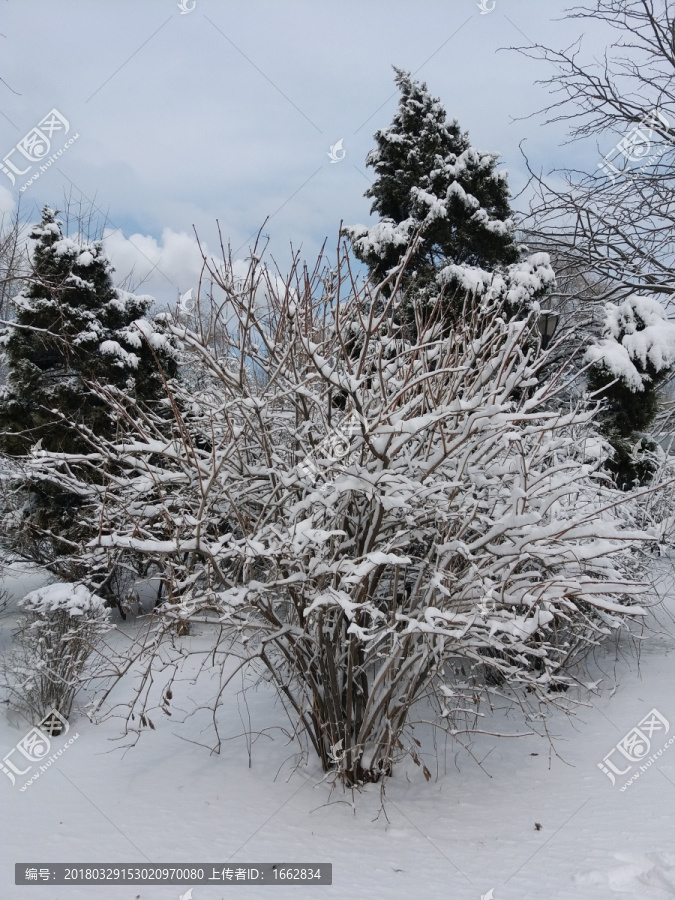 沈阳大雪之雪后矮树