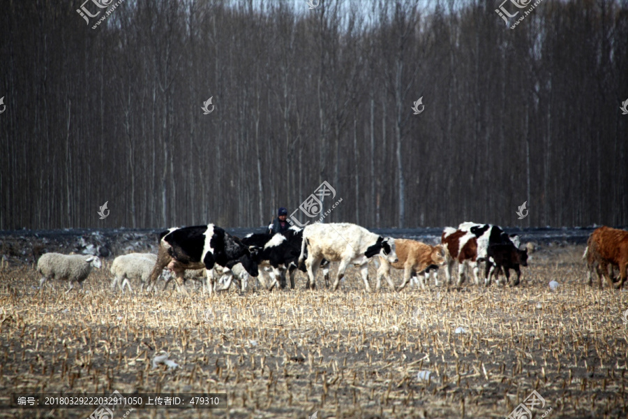 农田,放牧,牛,羊,牛羊,农业
