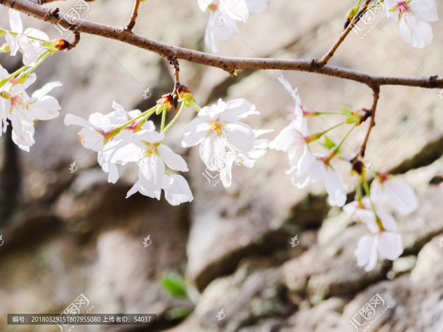 樱花和墙壁