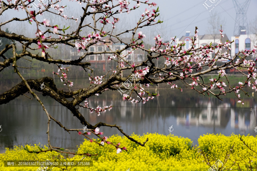 桃花