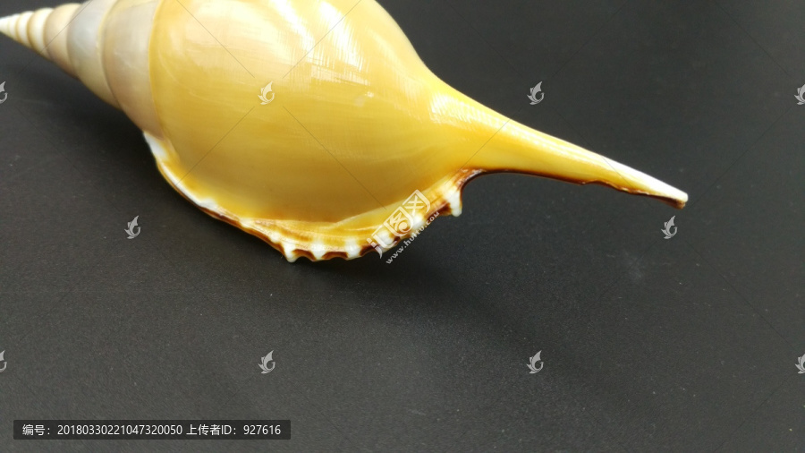 长鼻螺
