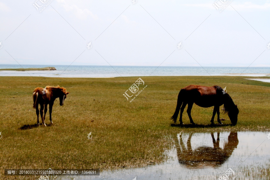 青海湖沙岛骏马