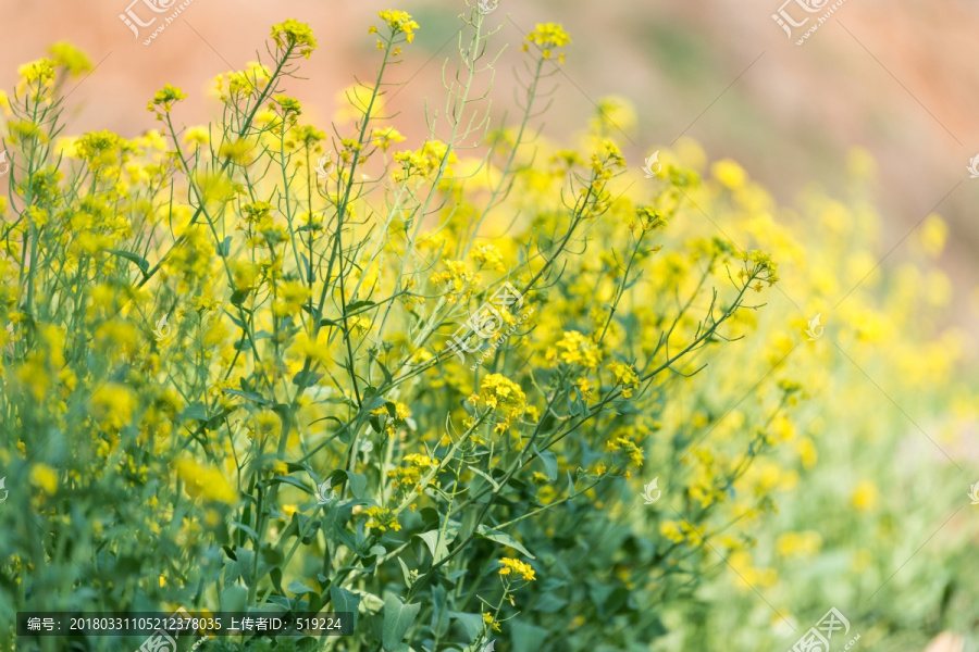 油菜花