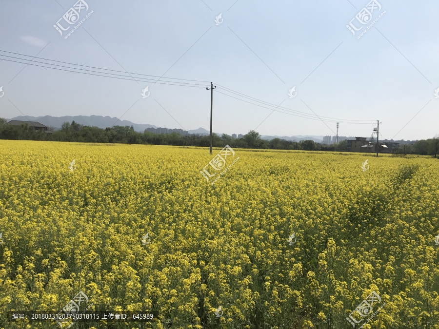 油菜花