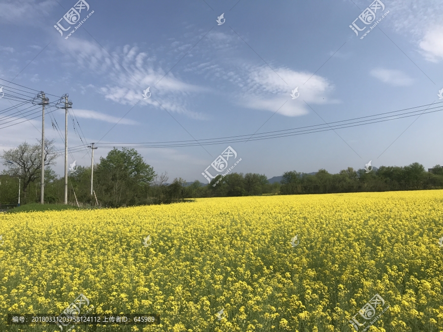 油菜花