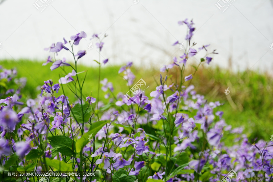 清新小紫花