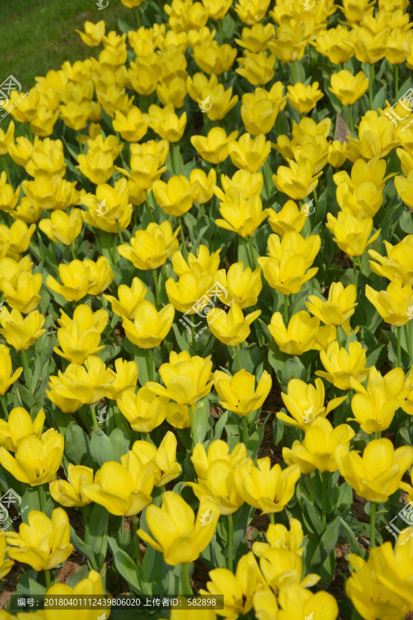 黄色郁金香花丛