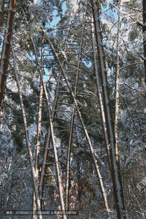 森林雪景