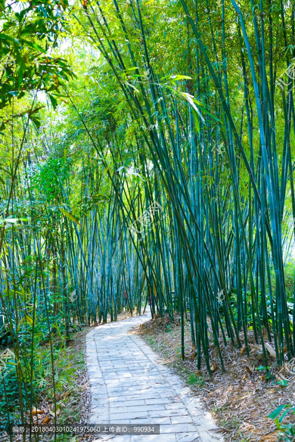 竹林小道,竹子,高清大图,竹韵