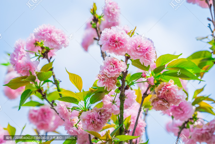 樱花,雏菊樱,菊樱