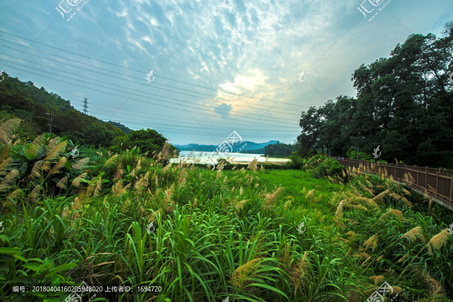 东湖的芦苇