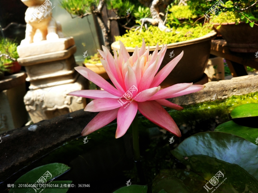 夏天睡莲