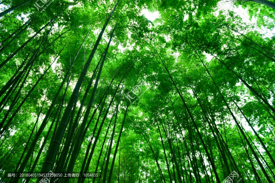 绿色竹林背景
