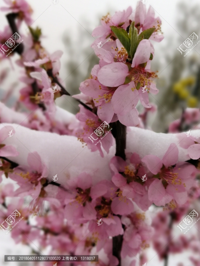 春雪鲜花