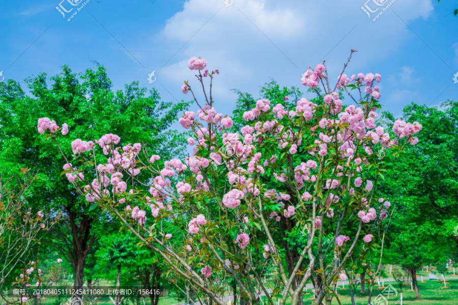 盛开的浪漫樱花