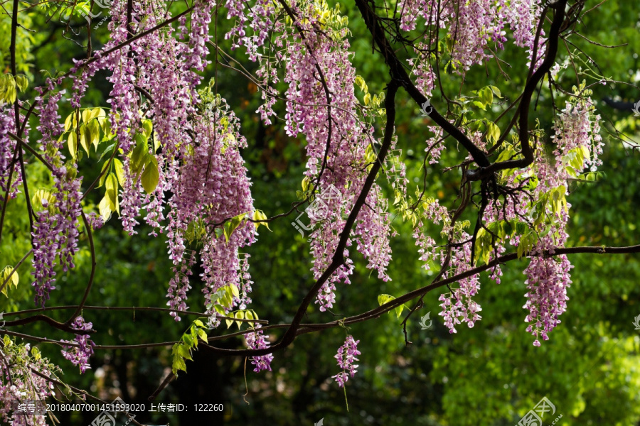 春天,紫藤花