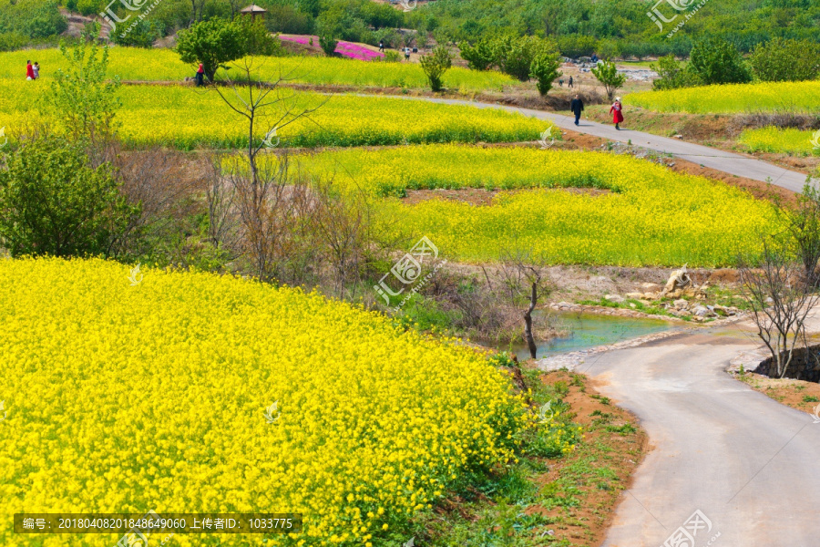 吕梁圣人窝油菜花地