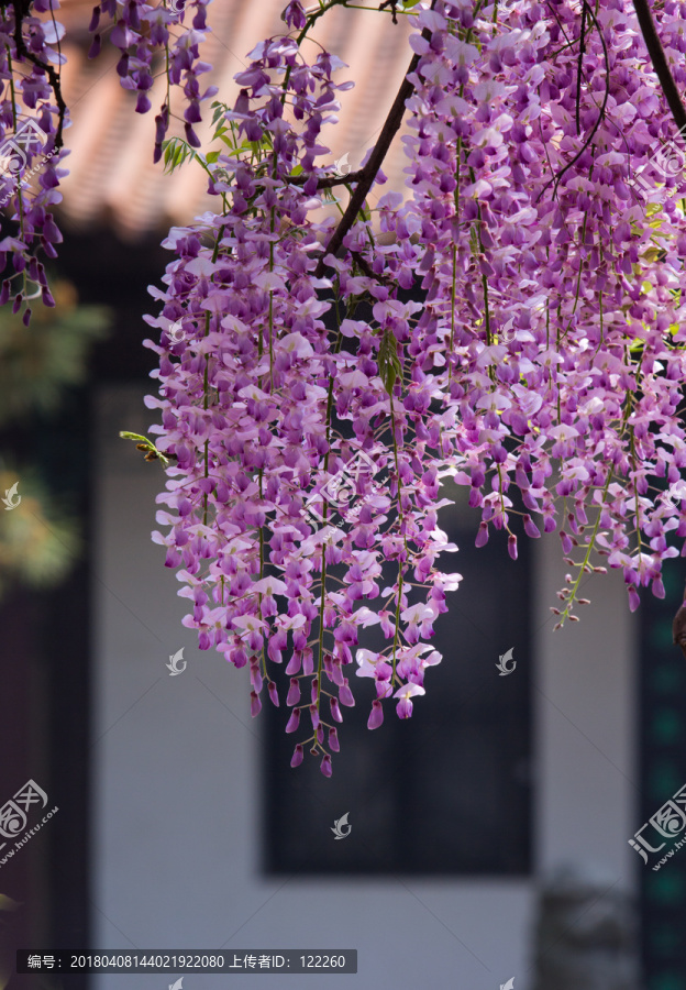 春暖花开,紫藤花