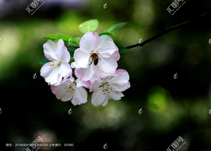 蜜蜂海棠花