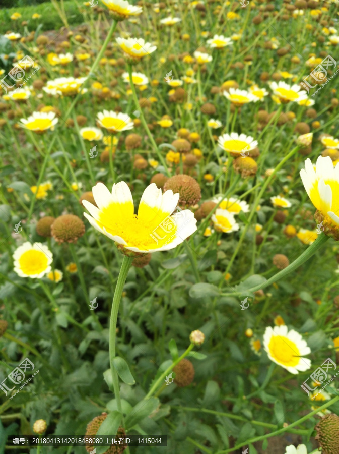 鲜花,春天,黄色,新鲜,背景