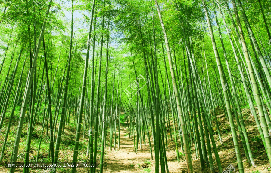 翠竹林,绿树林,竹子