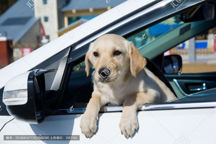 趴车窗的拉布拉多犬