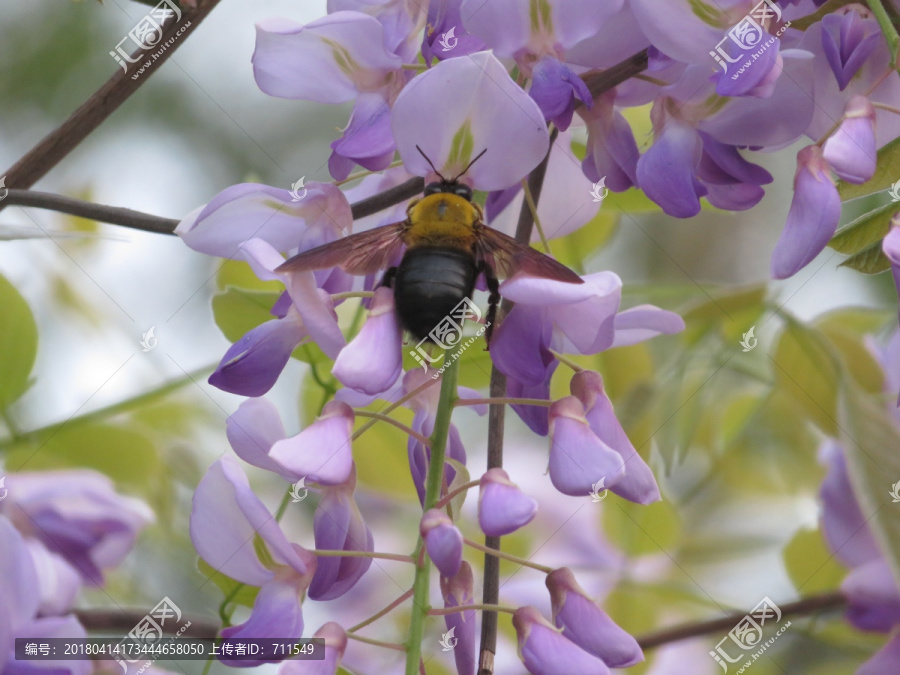 紫藤花上的黑蜂