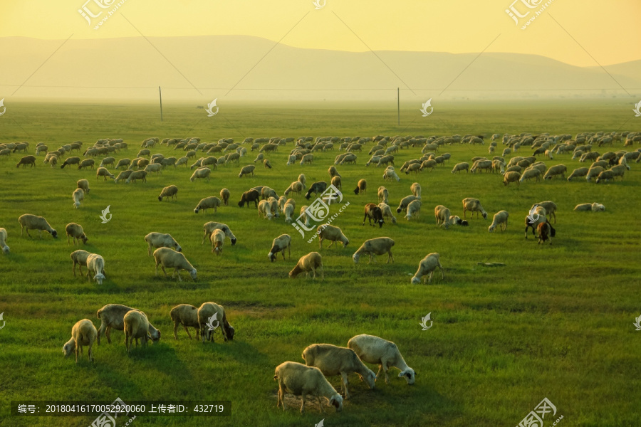 夏季草原傍晚羊群