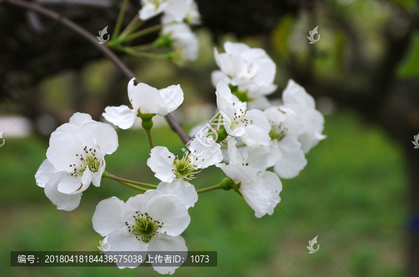白色梨花