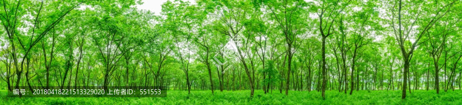 树林,高清大画幅