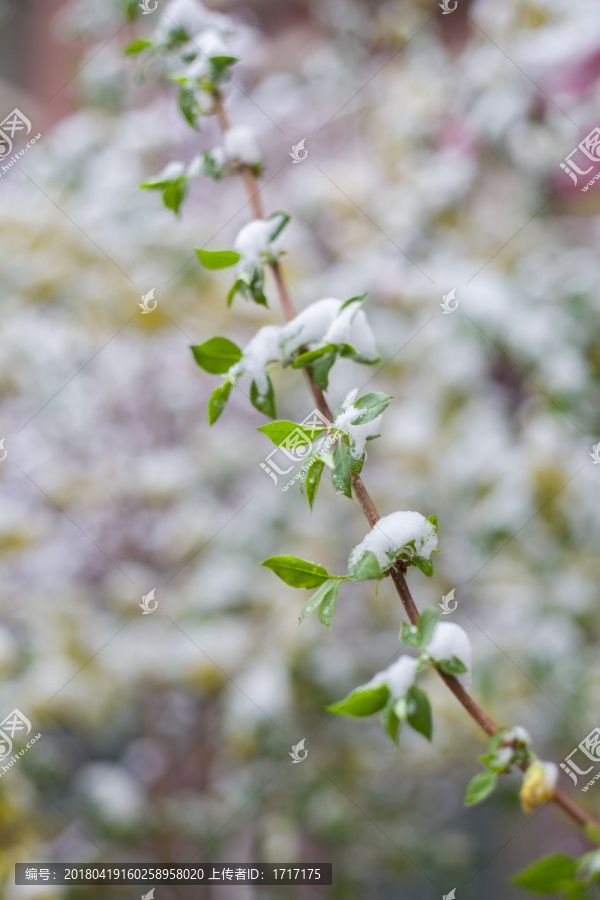 雪与花