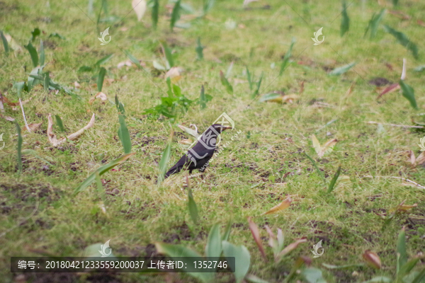 乌鸫