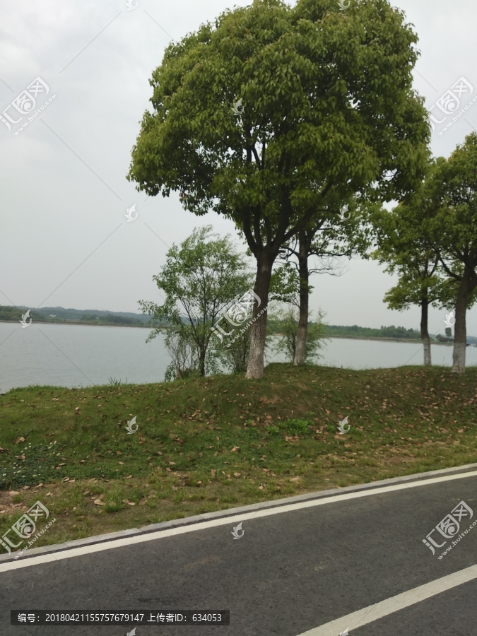 沿河树木