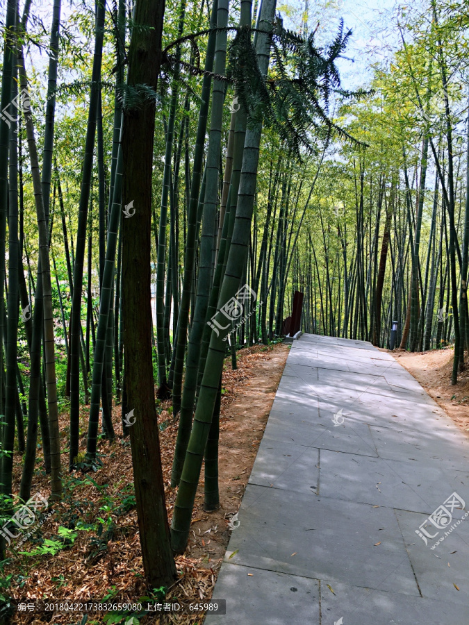 竹林小路