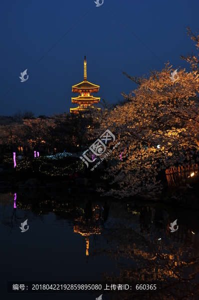 武汉夜樱园