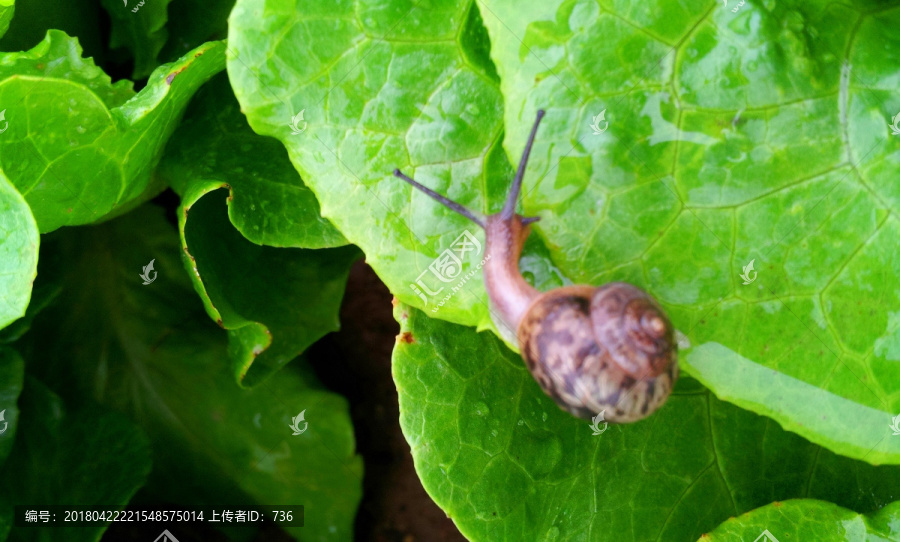 青菜蜗牛