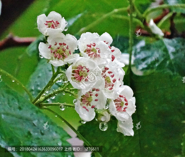 雨中的山楂花