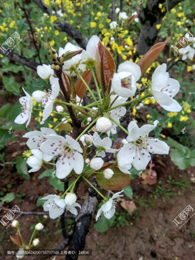 春梨花杆