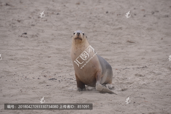 澳大利亚海豹湾