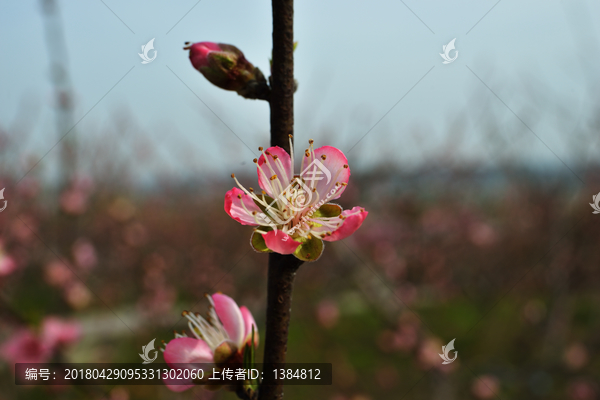 桃花,桃花园