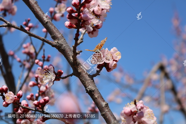 蝶恋花
