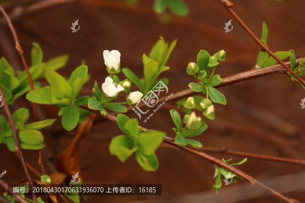 春枝